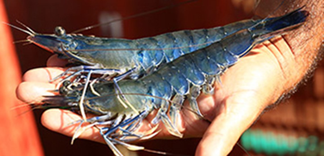 SOPAC NC 蓝虾 Blue Shrimp（新喀里多尼亚）