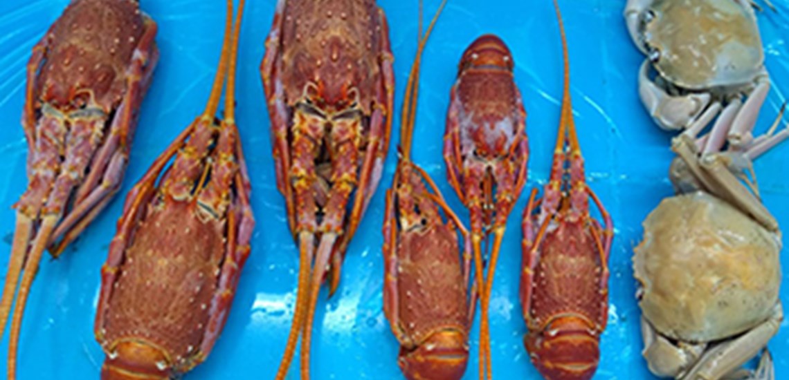 OCEANO Seafood 大洋洲岩龙虾（库克群岛）